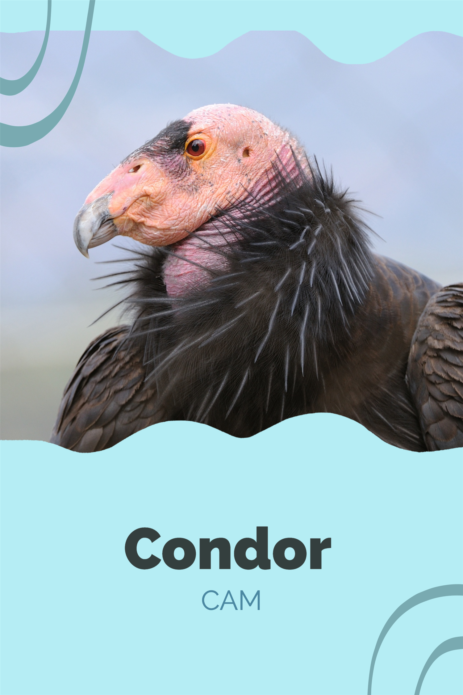 Condor